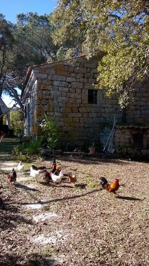 Agriturismo La Vigna Tempio Pausania Exteriér fotografie